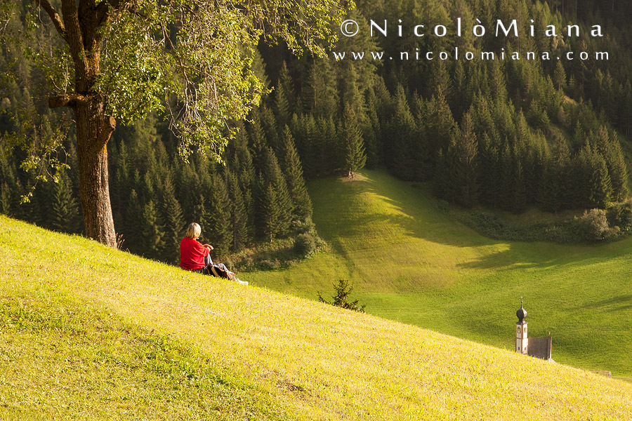 80565-prato-albero-val-di-funes.jpg