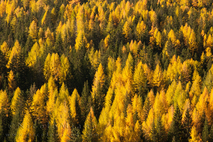 82439-bosco-autunno.jpg