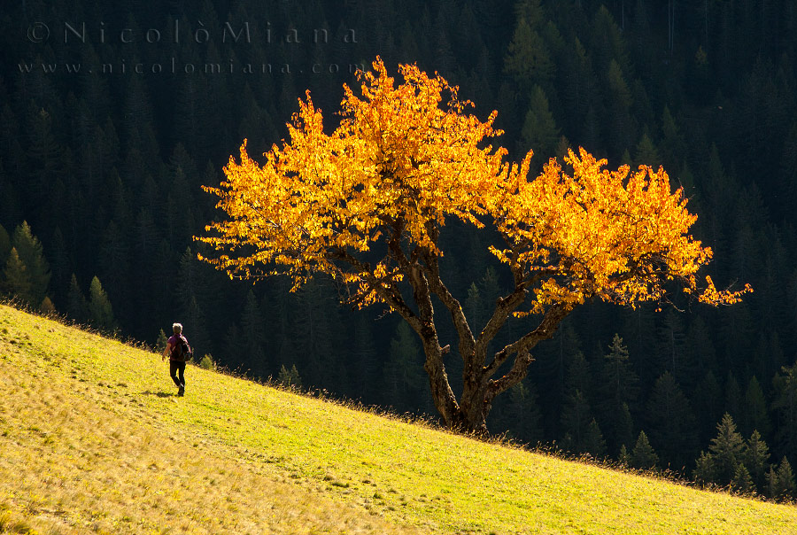 82440-albero-larzonei.jpg