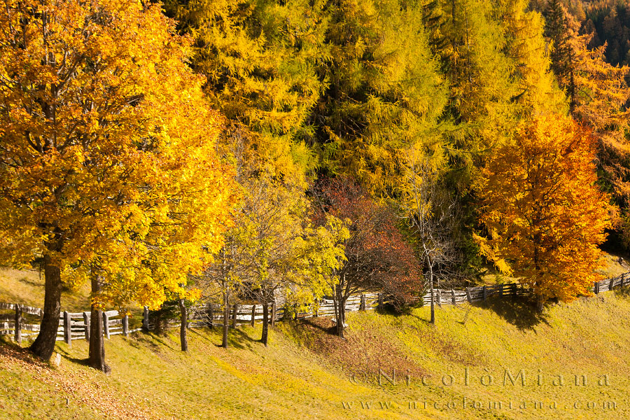 82441-colori-autunno.jpg