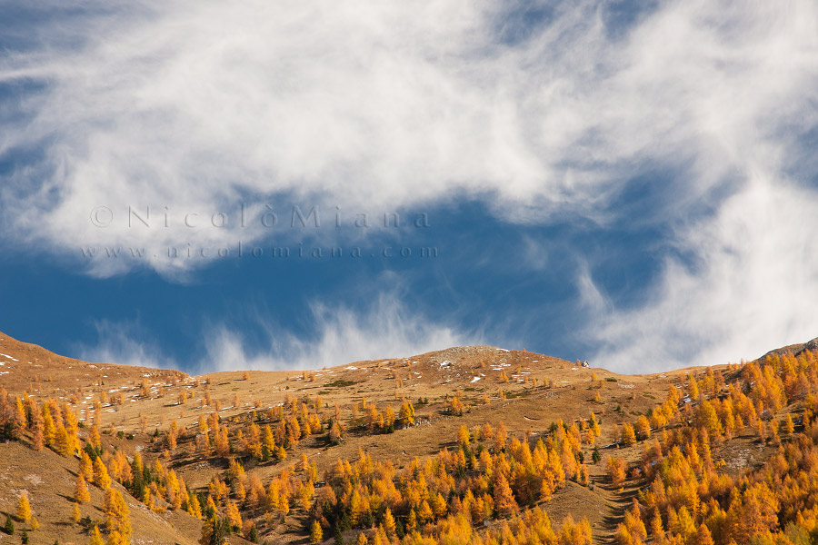 82443-monte-pore-larici.jpg