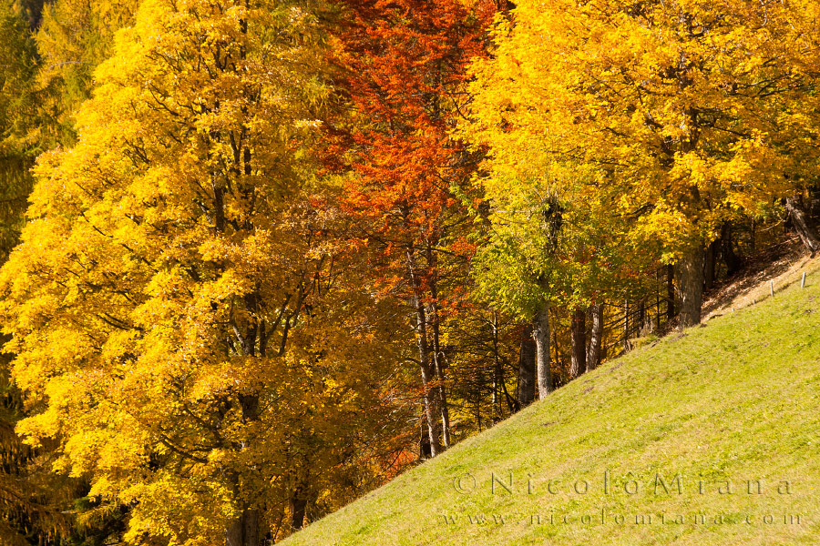 82445-colori-autunnali.jpg
