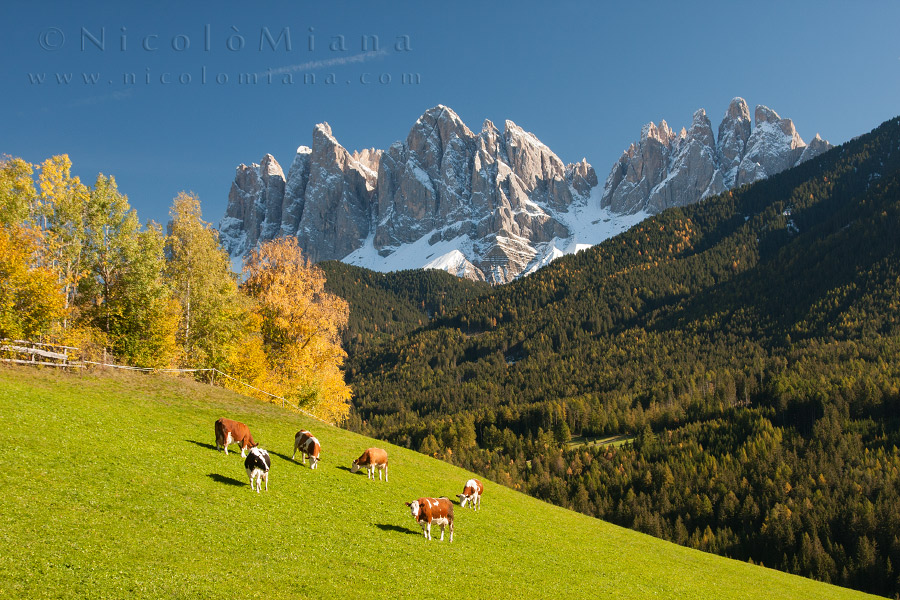 82447-pascoli-val-di-funes.jpg