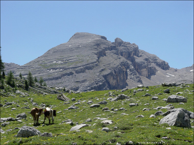 900-mucche-malga-fanes-02.jpg