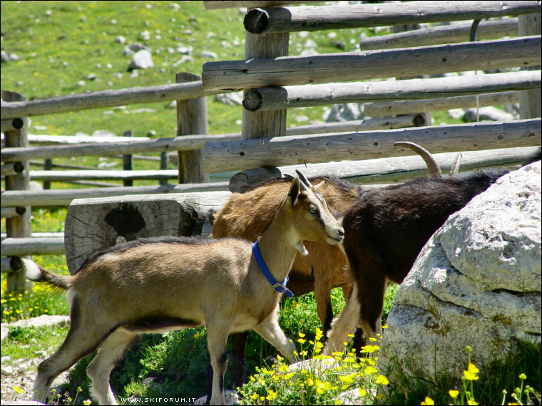 907-caprette-dolomiti-03.jpg