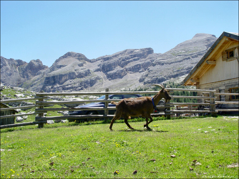 908-caprette-dolomiti-04.jpg