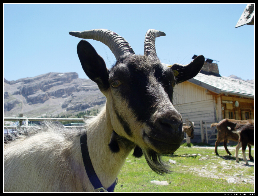 910-caprette-dolomiti-06.jpg
