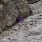 Fiori delle Dolomiti Fiori delle Dolomiti