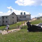Vacche svaccate al Rifugio Bolzano