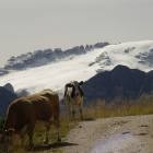 fot omucche e marmolada