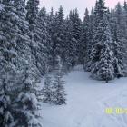Boschetti polverosi Alta Badia