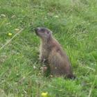 Marmotta intraprendente Marmotta intraprendente