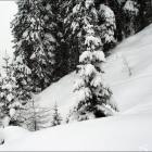 Neve nei boschetti a lato della pista Avoie di Arabba