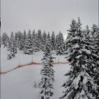Alberelli innevati al Cherz