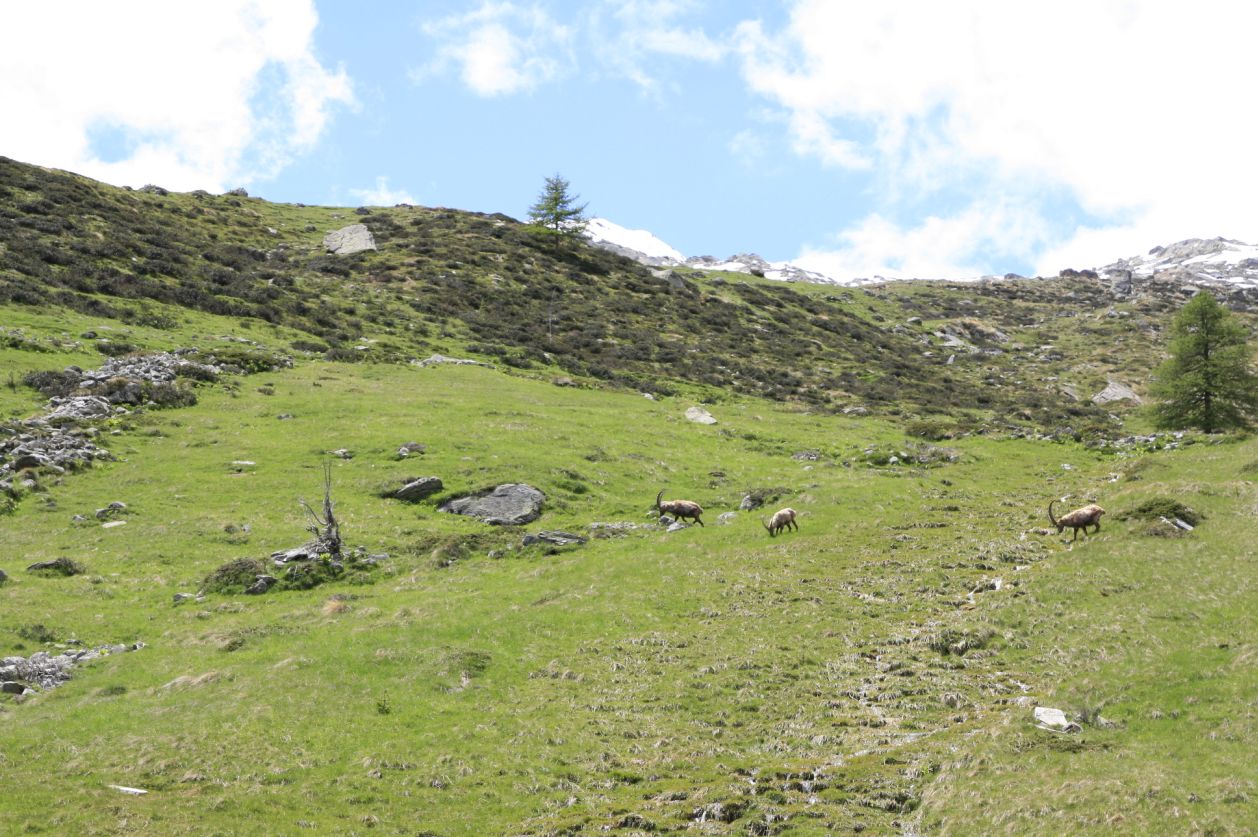 103221-gran-paradiso-col-cai-23-24-giugno-2013-63.jpg