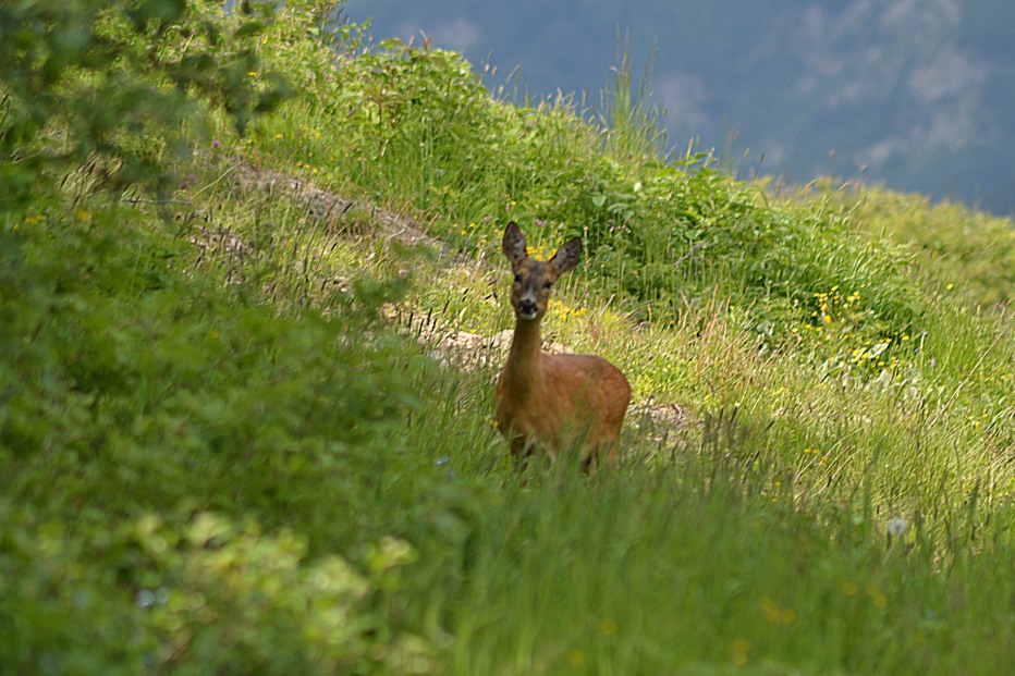 103908-monte-cimone-6-7-13-216.jpg