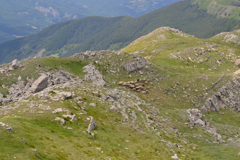 103911-monte-cimone-6-7-13-145.jpg