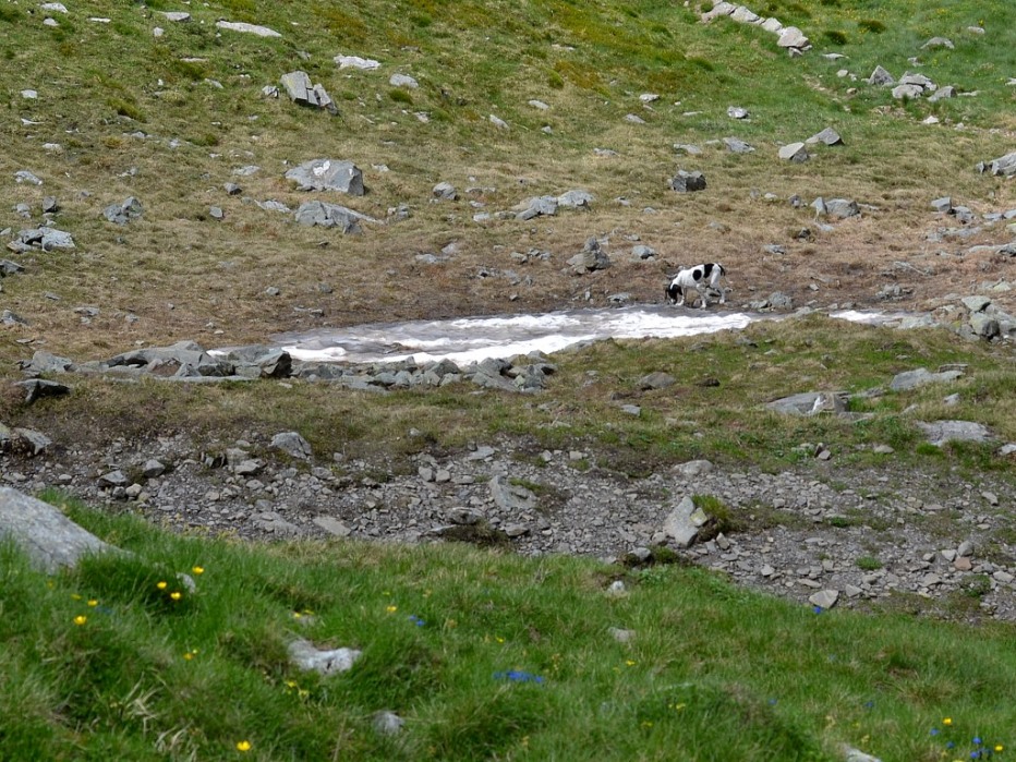 103914-monte-cimone-6-7-13-147-medium.jpg