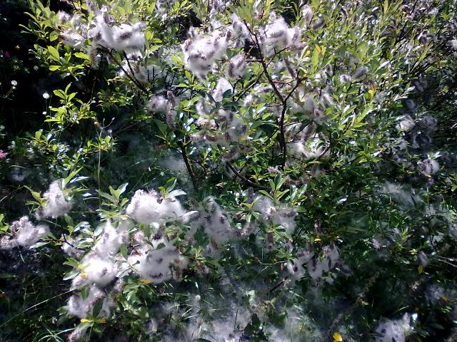 104649-neve-cotone.jpg