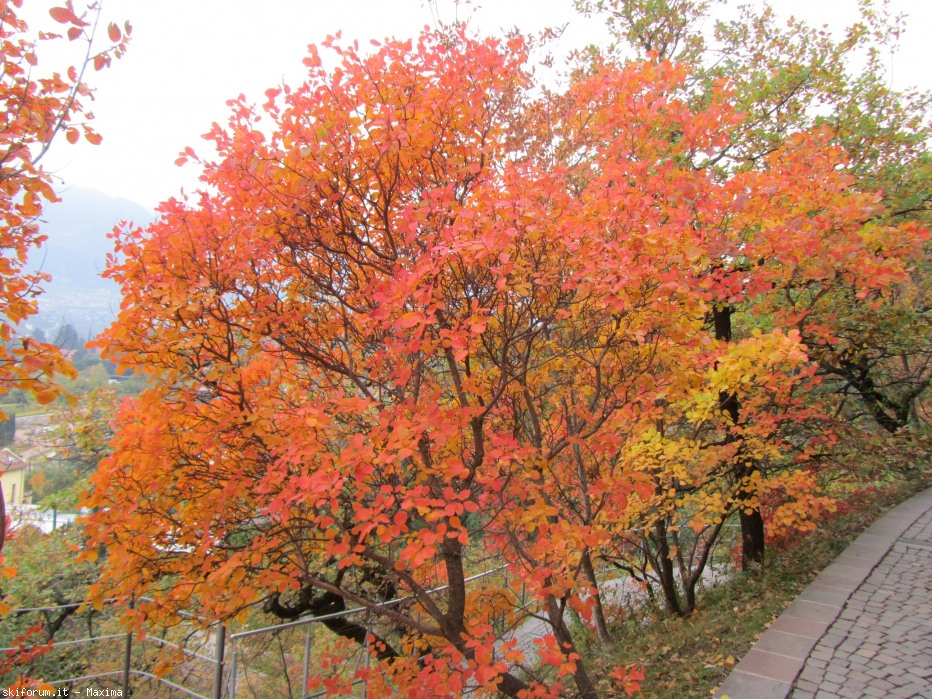 108613-trautmannsdorf-garten-meran-28.10.2013-040.jpg