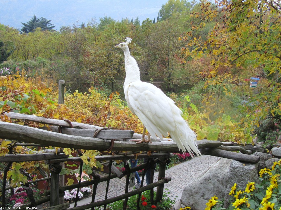 108640-trautmannsdorf-garten-meran-28.10.2013-080.jpg