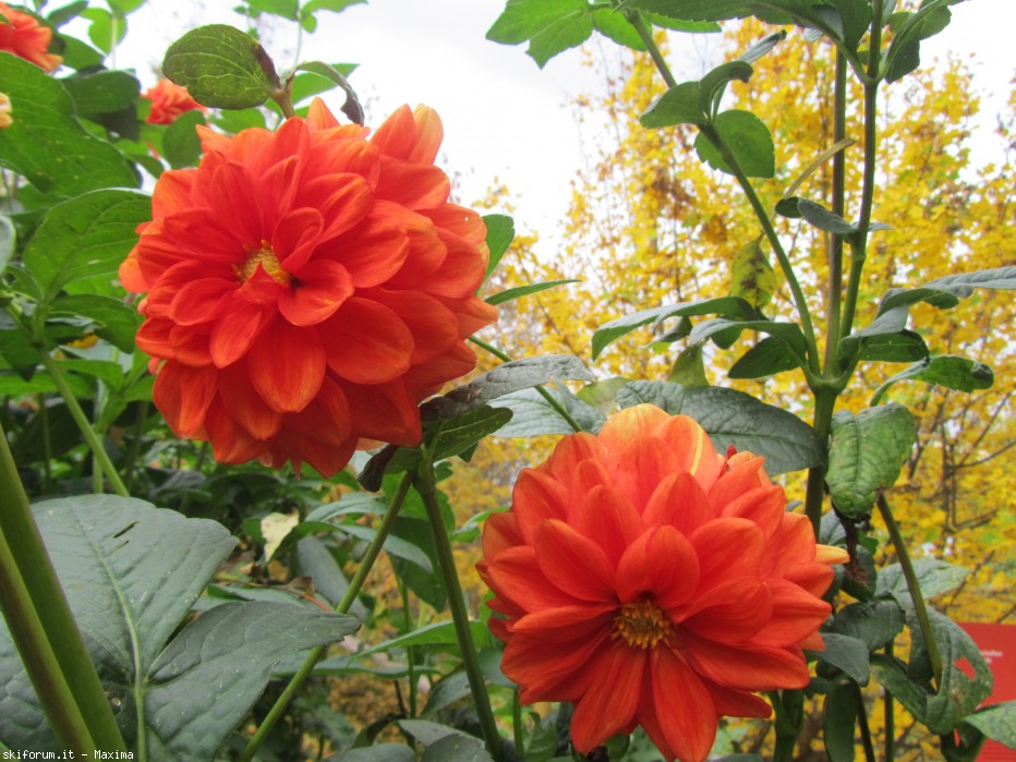 108698-trautmannsdorf-garten-meran-28.10.2013-097.jpg