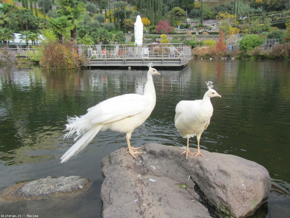 108702-trautmannsdorf-garten-meran-28.10.2013-102.jpg