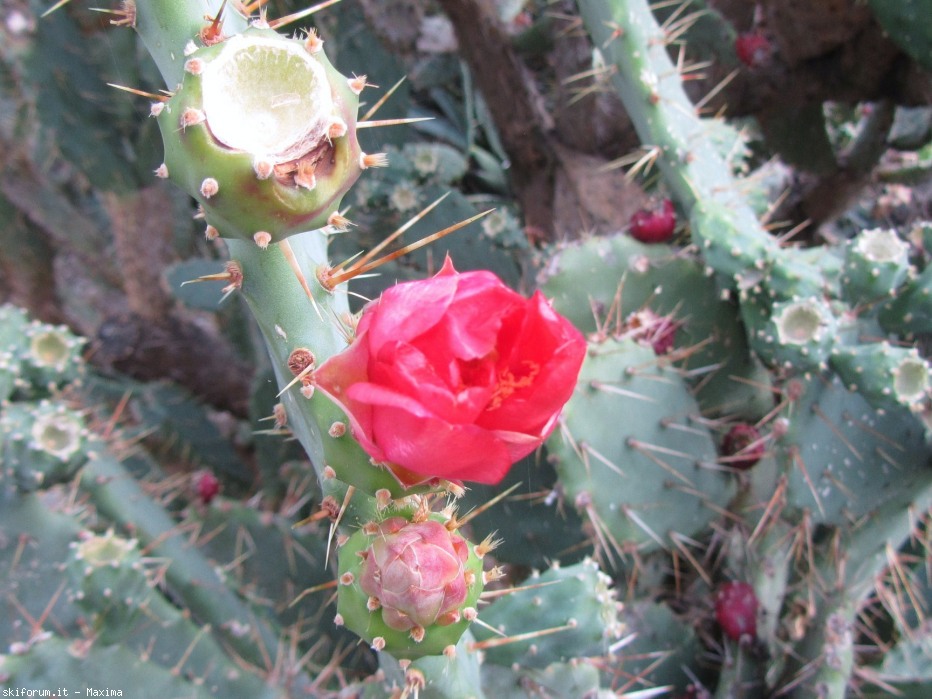 108722-trautmannsdorf-garten-meran-28.10.2013-130.jpg