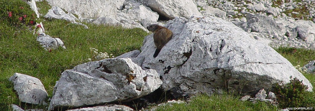11235-marmotta.jpg