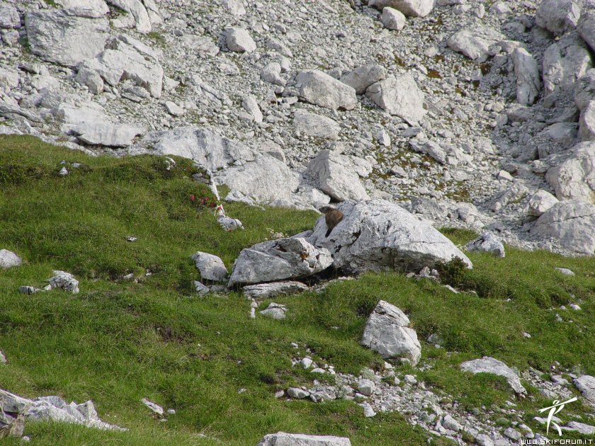 11236-foto-marmotta.jpg