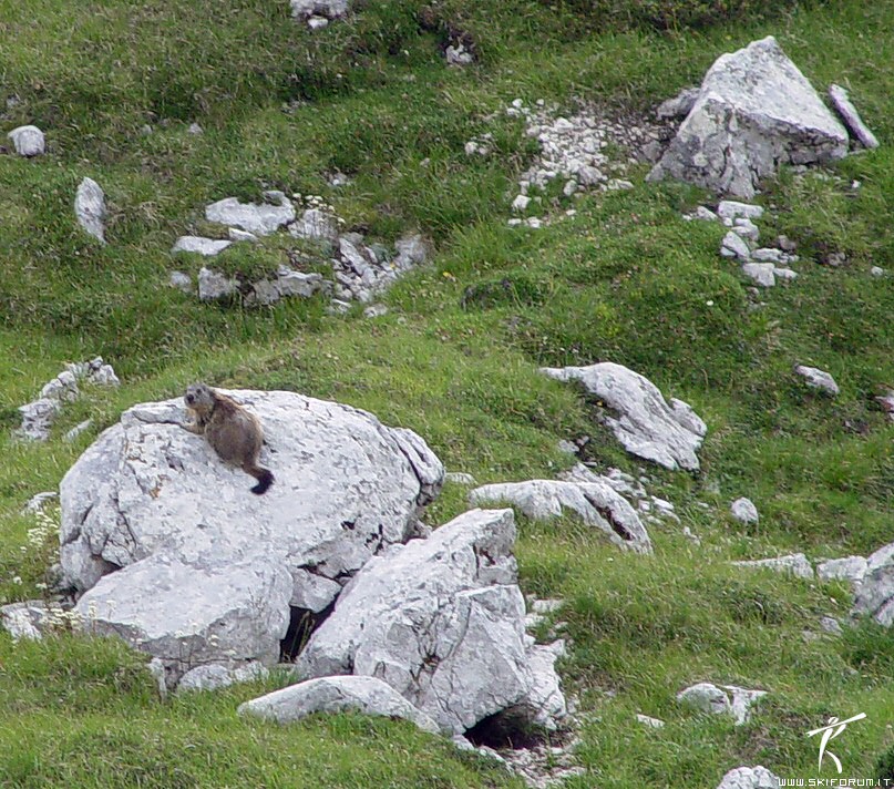 11237-tutto-marmotte.jpg