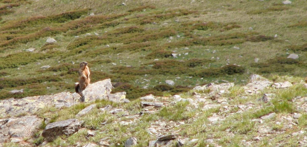 11245-marmottamaddalene2.jpg