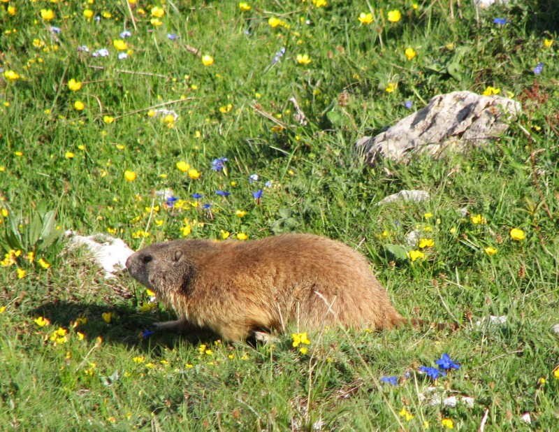 11251-marmottabaldo.jpg
