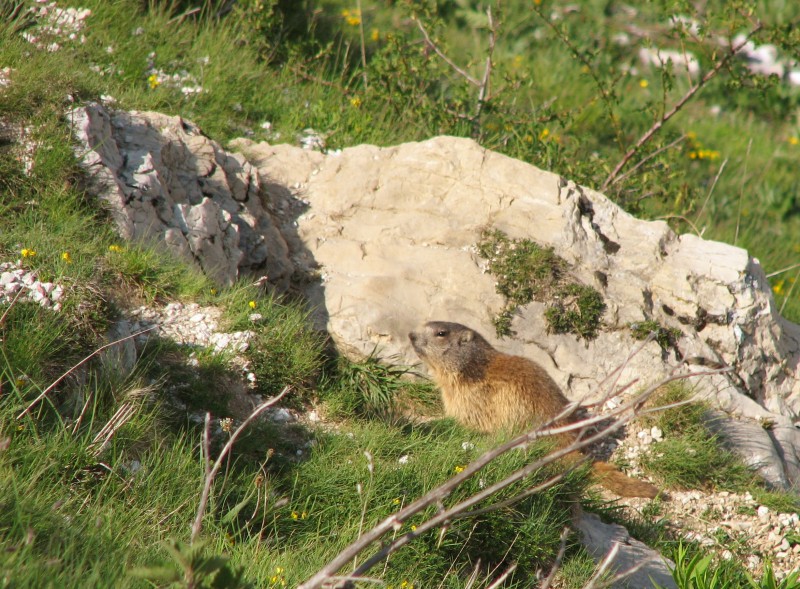 11252-marmottabaldo2.jpg