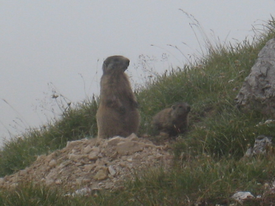 11646-marmotta.jpg