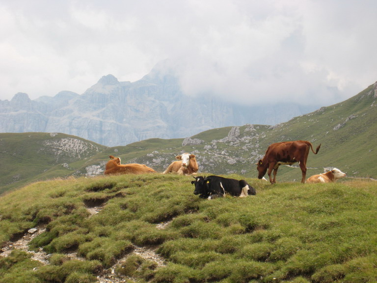 11648-mucche.jpg