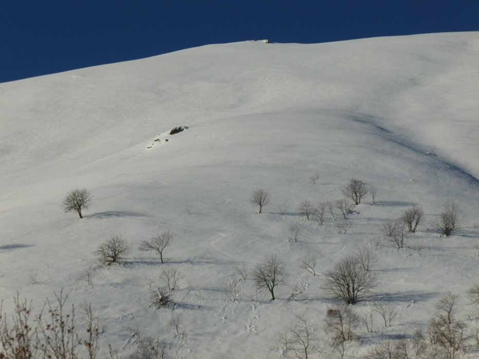 117440-cerano-1.jpg