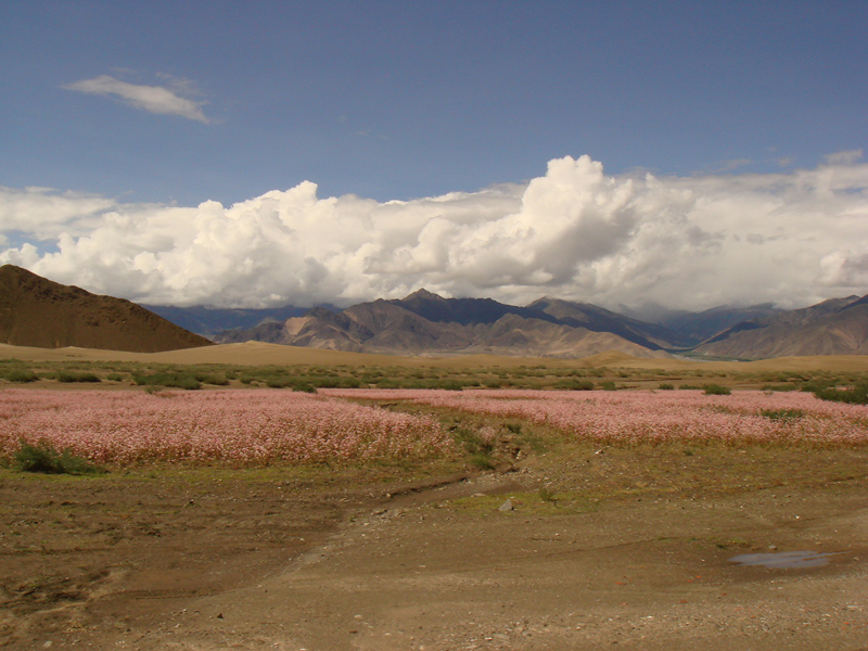 12068-sulla-strada-verso-gyantse.jpg