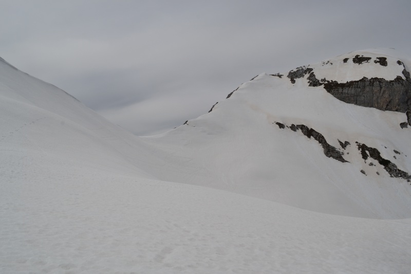 124469-forcella-cornor.jpg