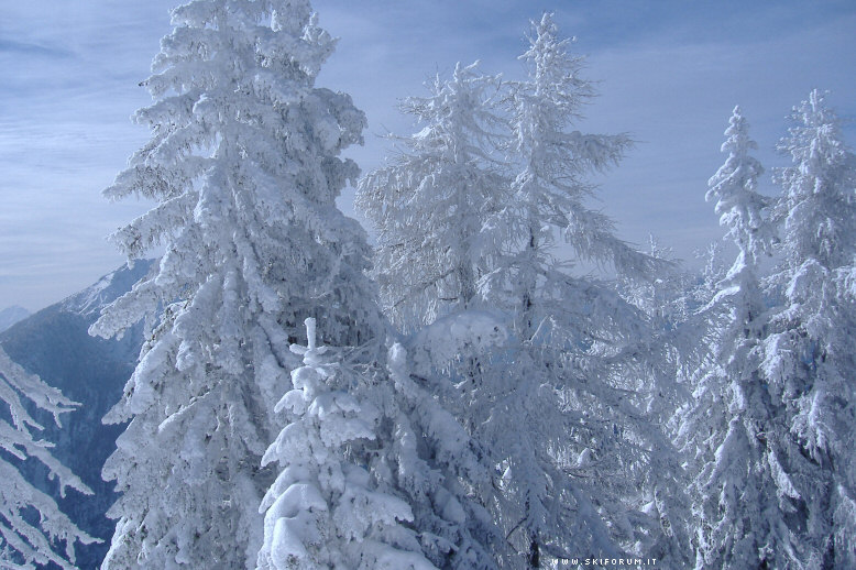 1252-abeti-larici-innevati.jpg