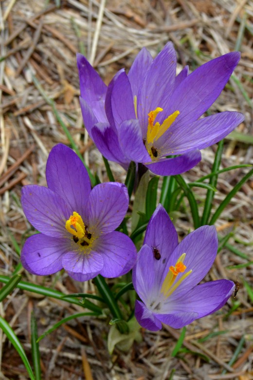 126792-monte-giovo-2-giugno-059-copia.jpg
