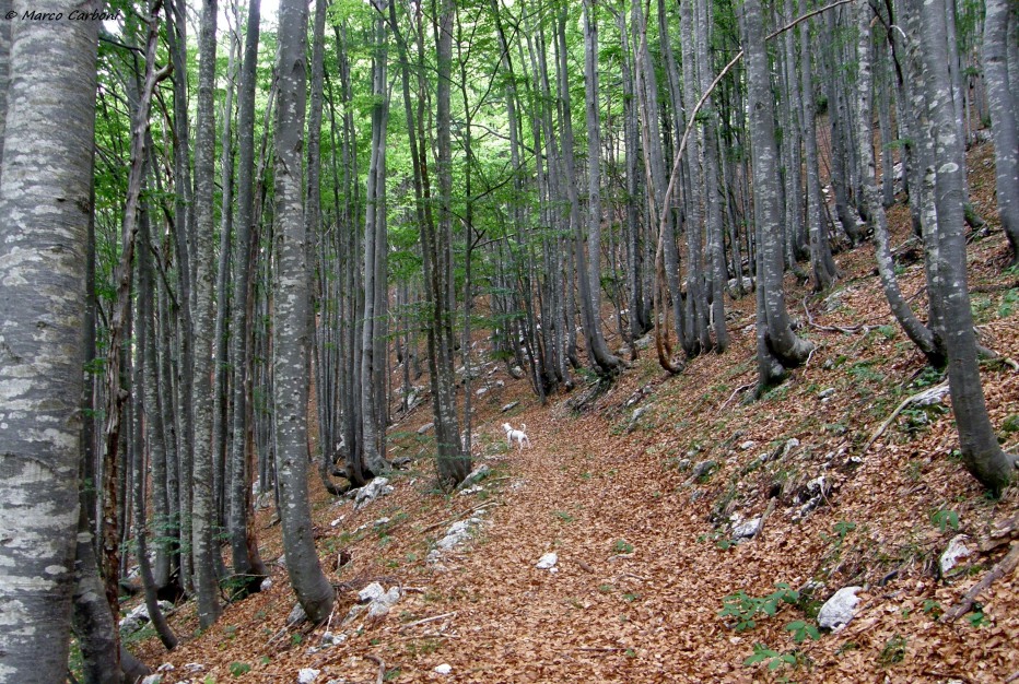 127095-p6200444.jpg