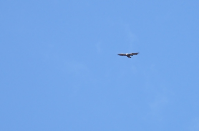 127469-pict0032.jpg