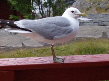 12885-hpim0809.jpg
