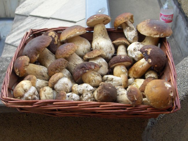 1296-funghi.jpg