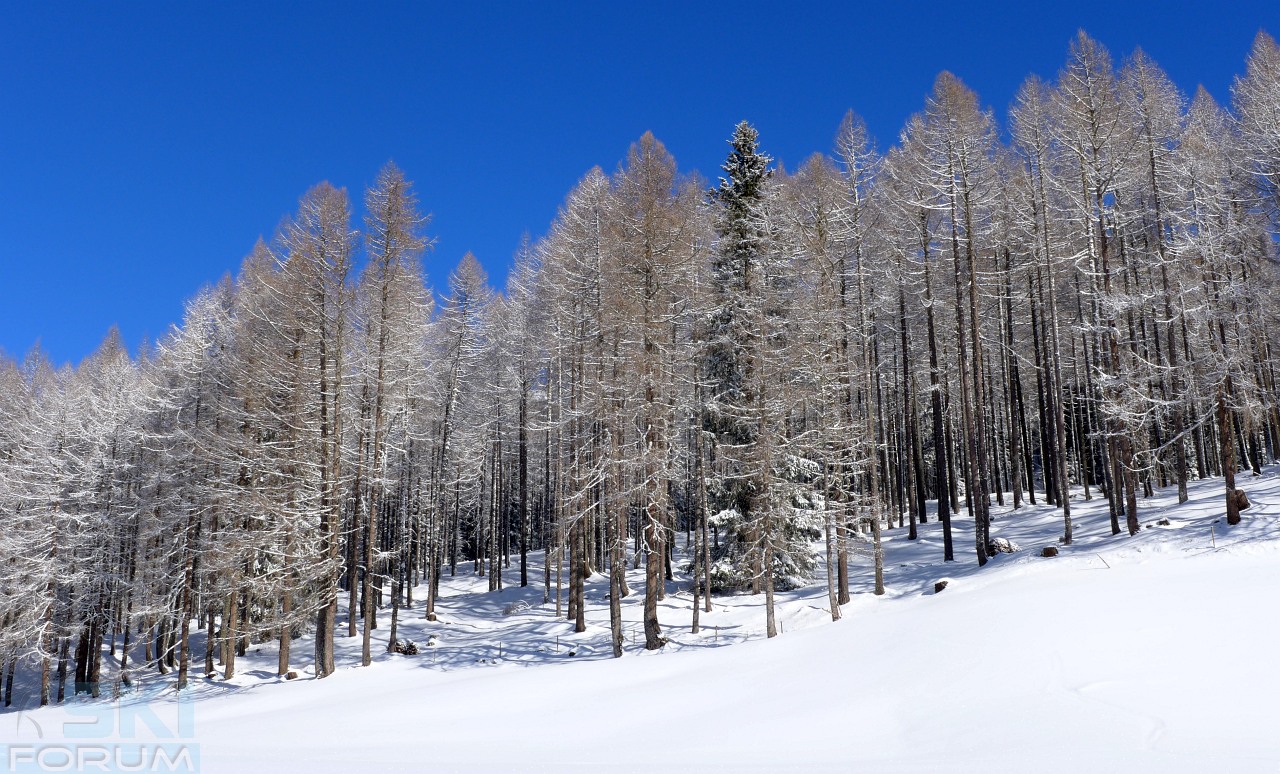 140434-alberi-innevati.jpg