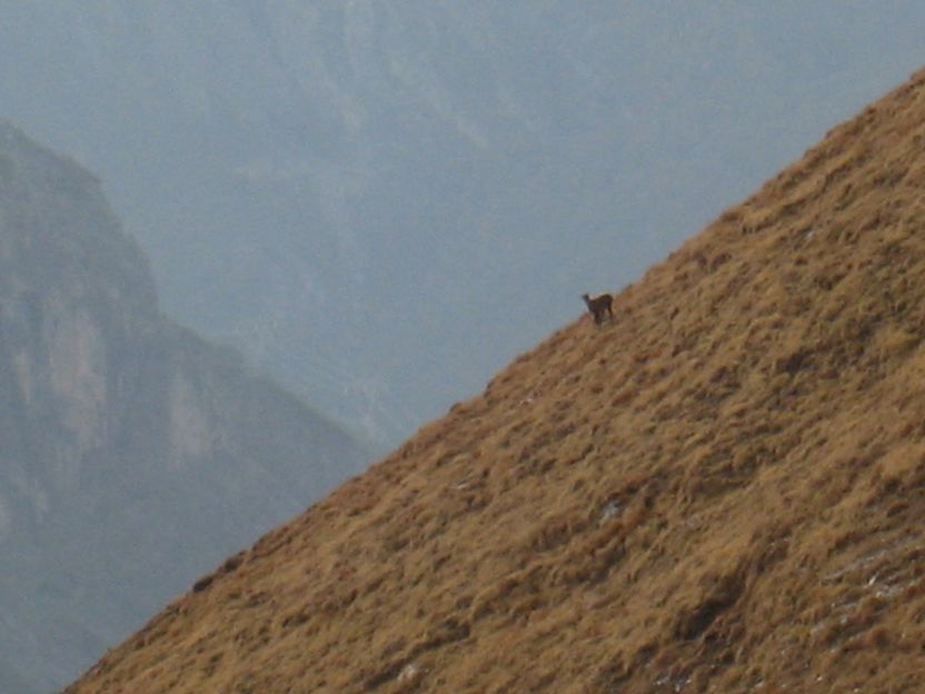 14445-stambecco.jpg