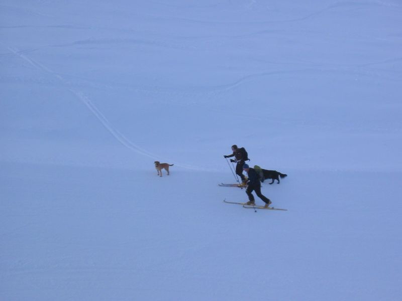 14969-caniavoriaz.jpg