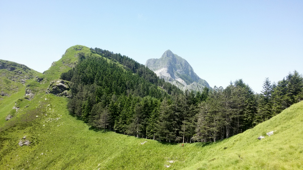 169731-wlf.jpg