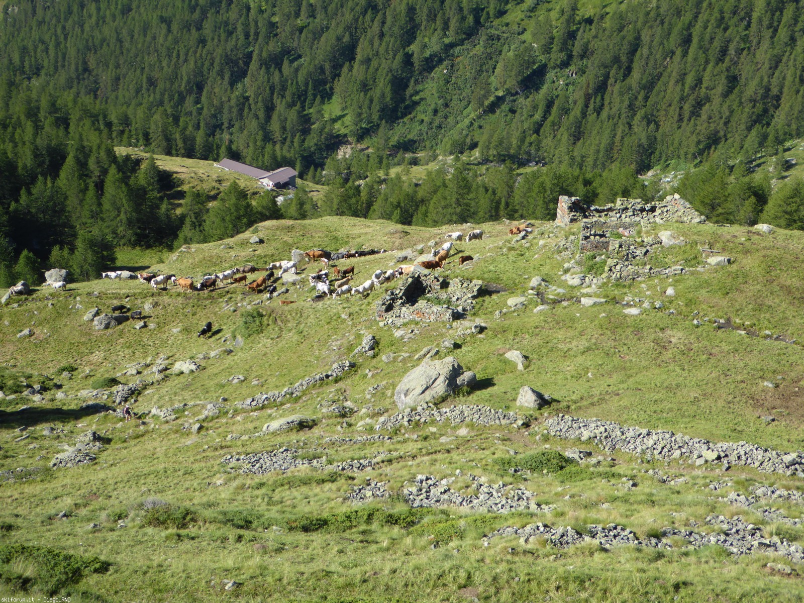 171982-alpeggio.jpg